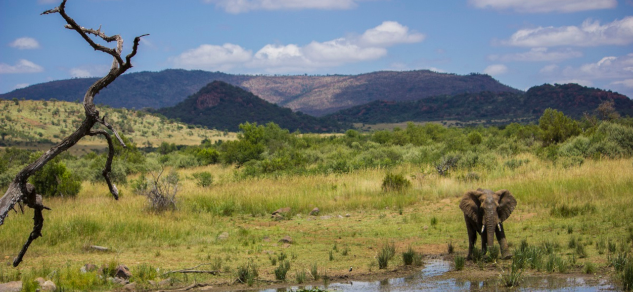 pilanesberg nature reserve game safari